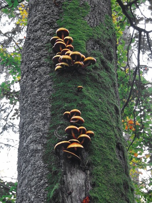 Hubs Tree Moss