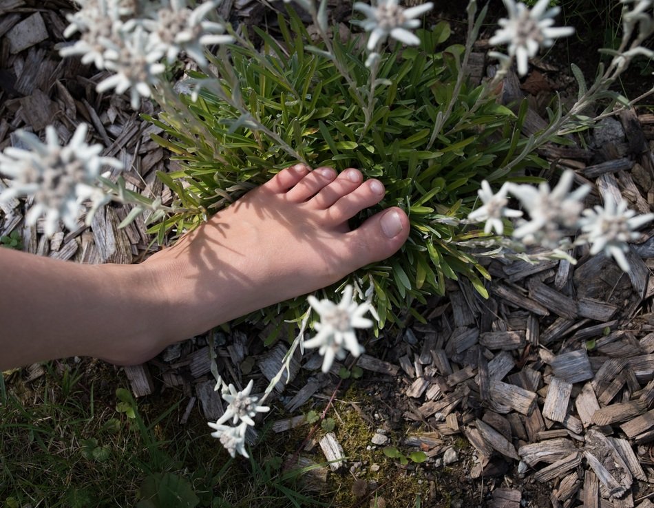 Foot on the plant with beautiful Edelweiss white flowers