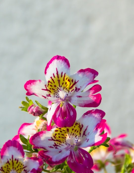 pink-white spotted flowers close-up