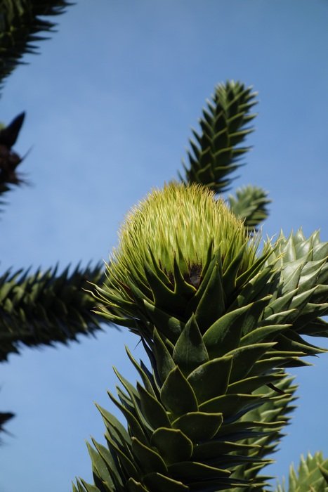 plant like conifer