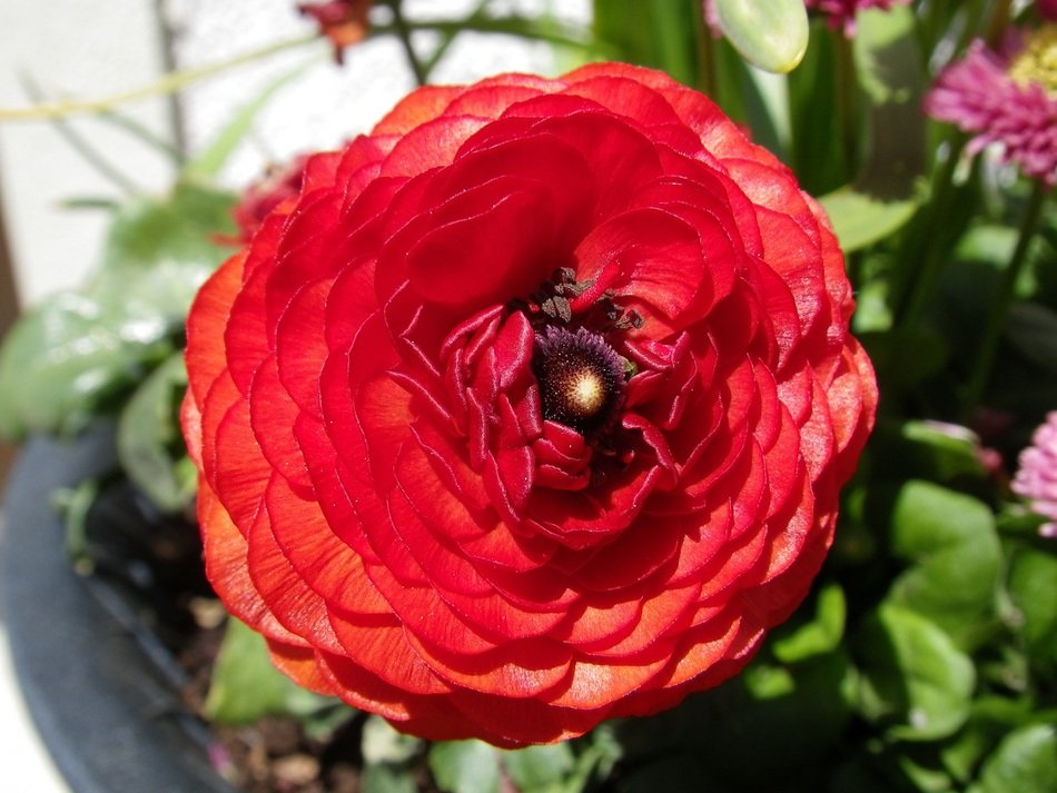 red flower on the bush