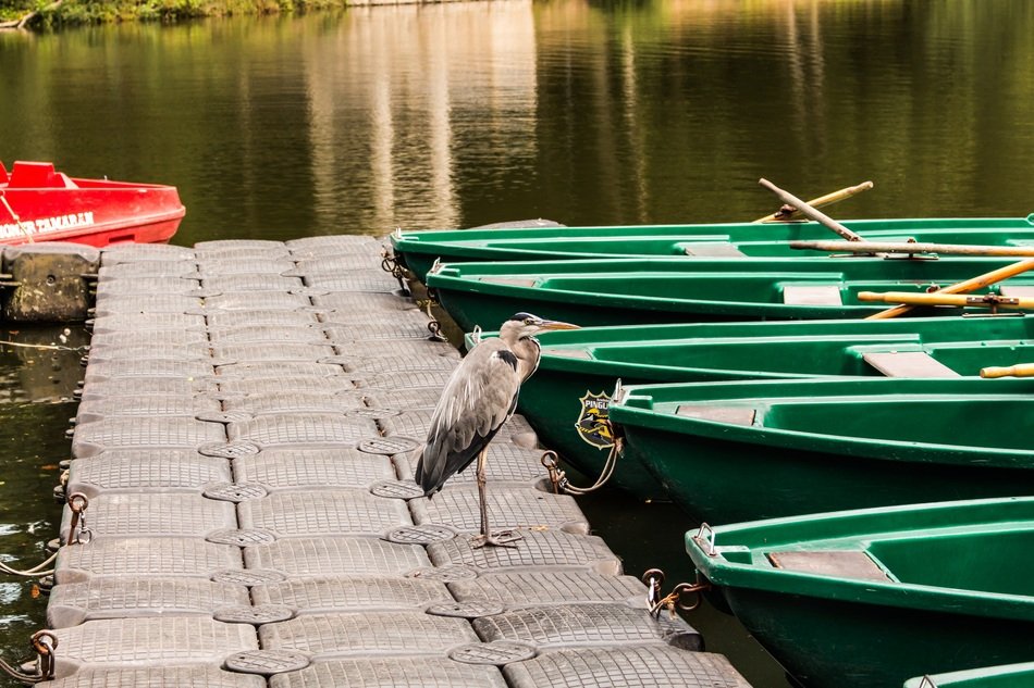 gray heron on the shore, stadtwald