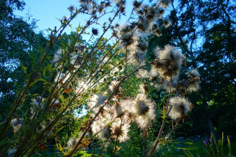 thistle with dry seeds against the background of the bright sun