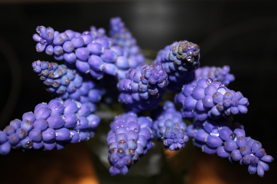 Modry Flower Blue