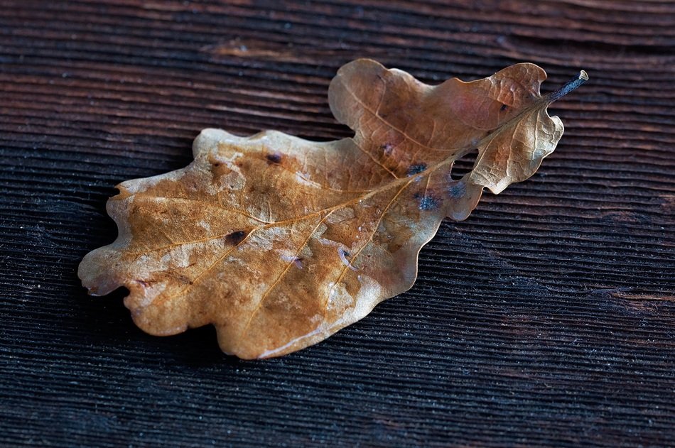 old oak leaf