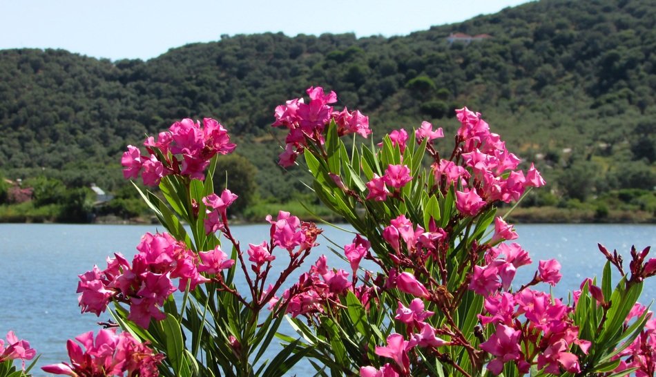 Cyprus Xanemos