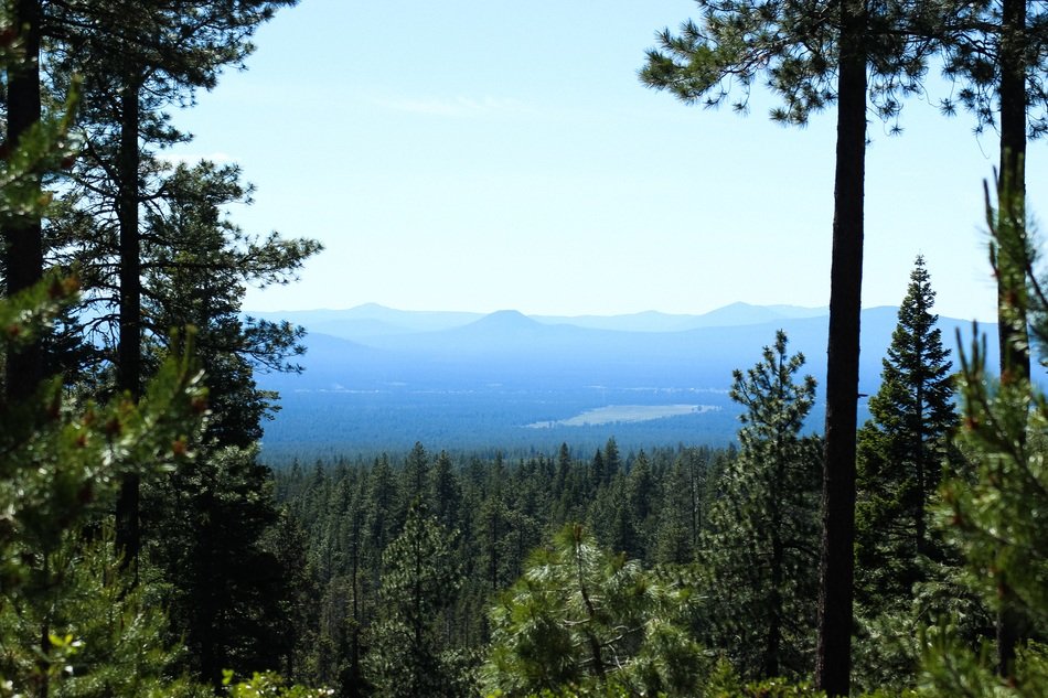 forest in the background of mountains in Northwest America