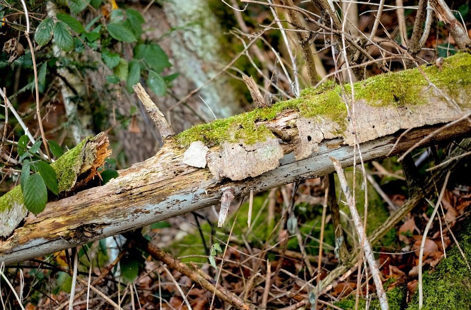 closeup view of broken tree trunks in arid forest