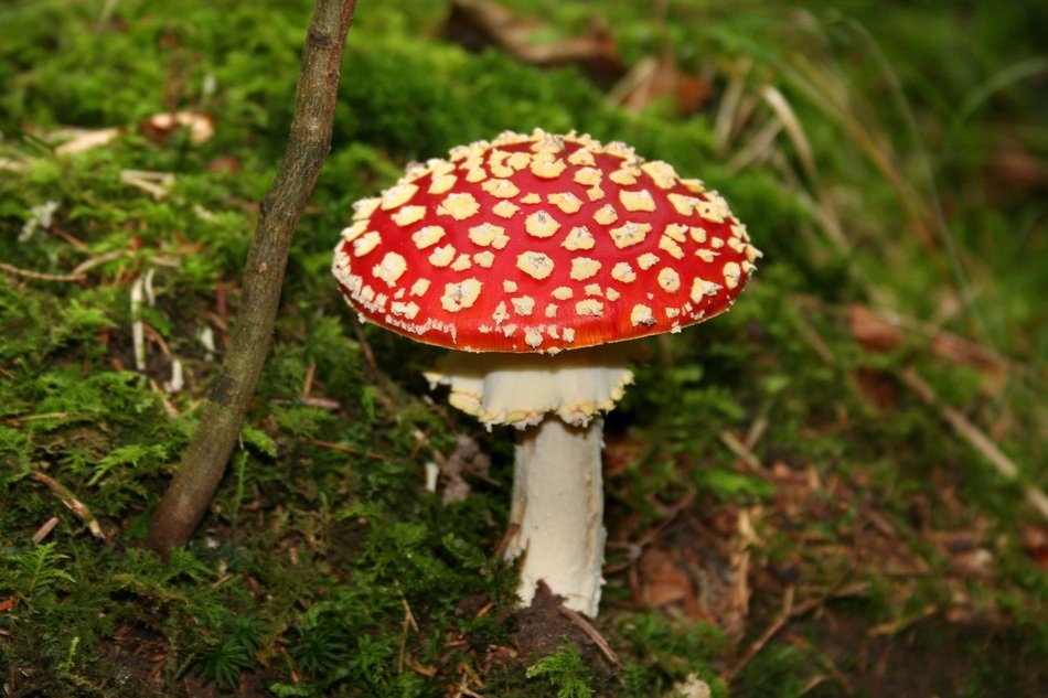 red mushroom in the forest among the grass