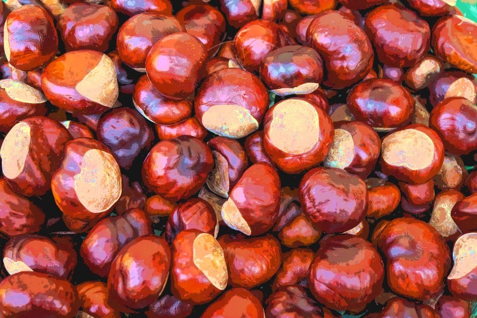 pile of glossy chestnuts