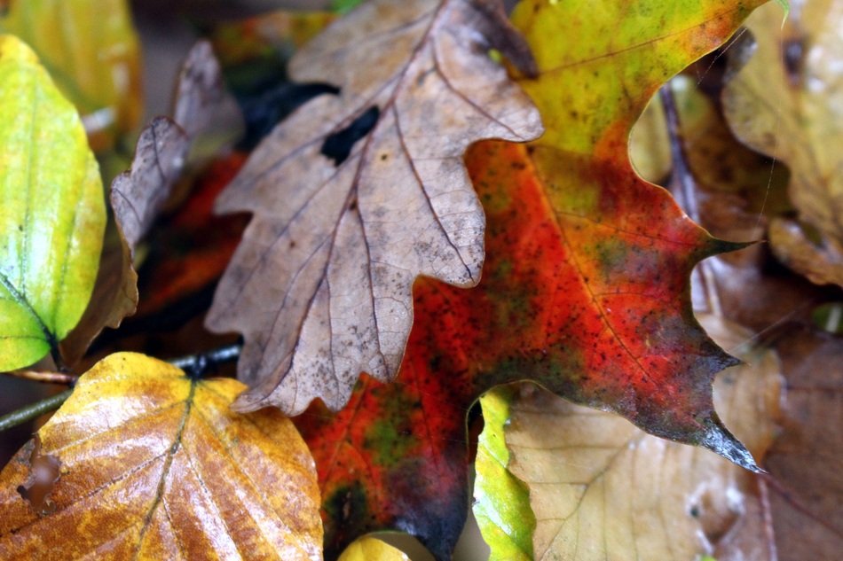 Lots of Colorful leaves