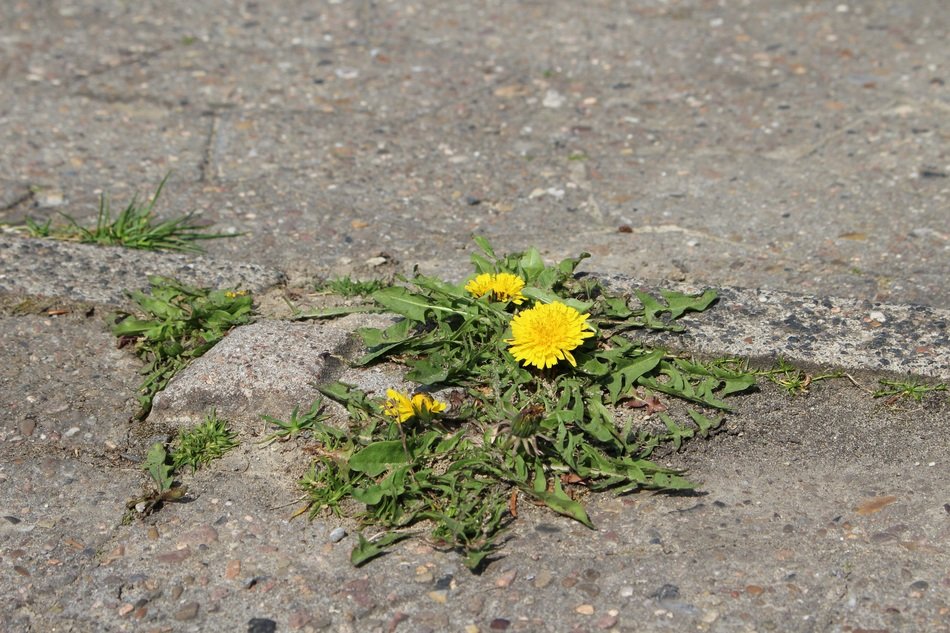 crushed dandelions on asphalt