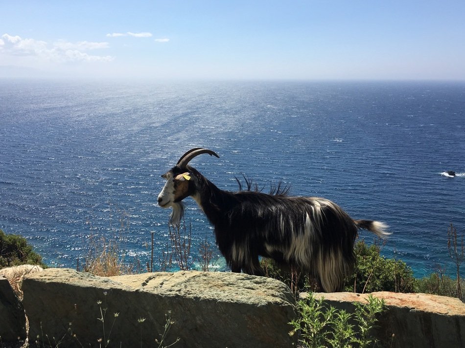 mountain goat on the island