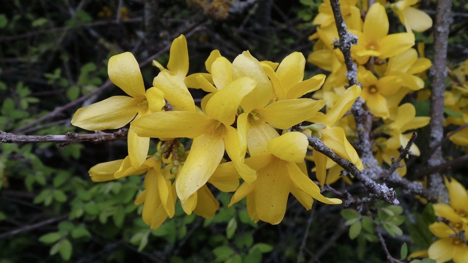 incredibly handsome Forsythia