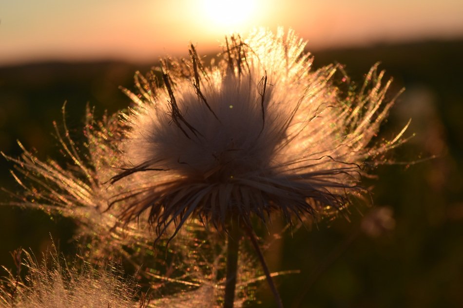 plant with flying seeds in the sunset