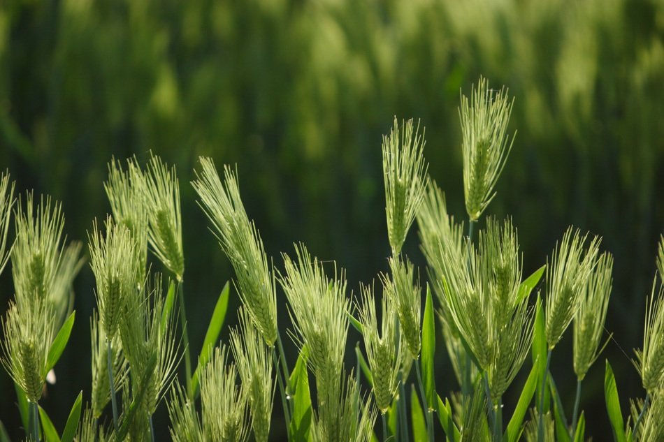 Landscape with the barley
