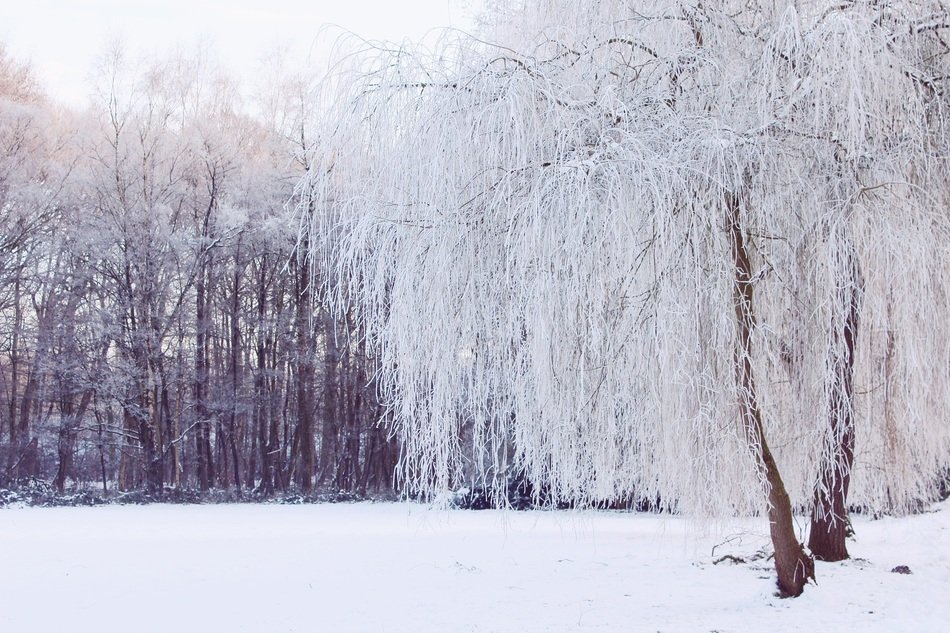 winter mood in the forest