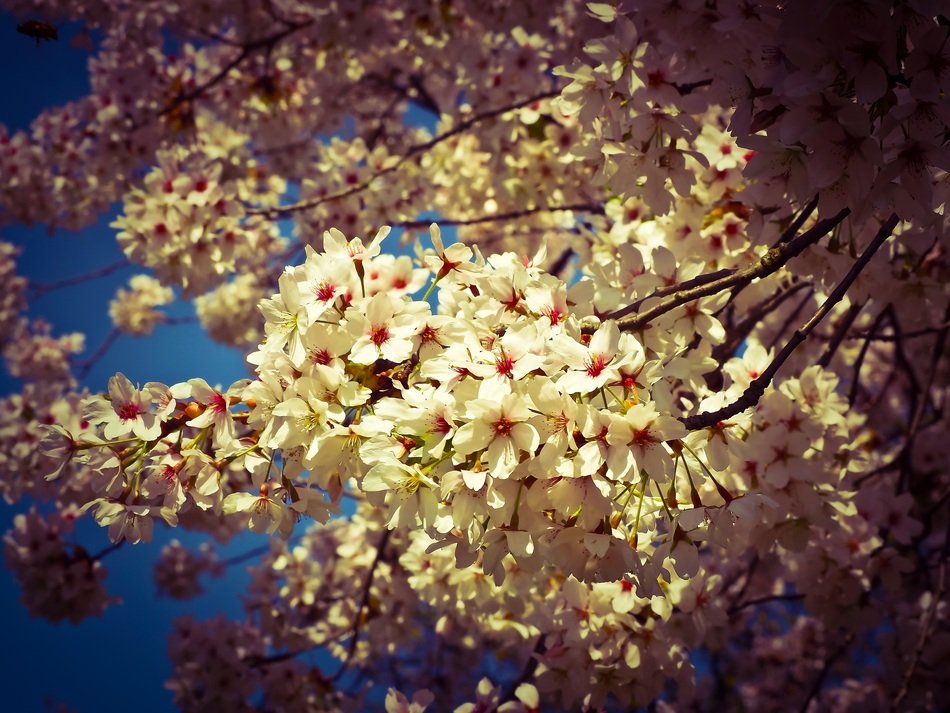 most beautiful Cherry Blossom