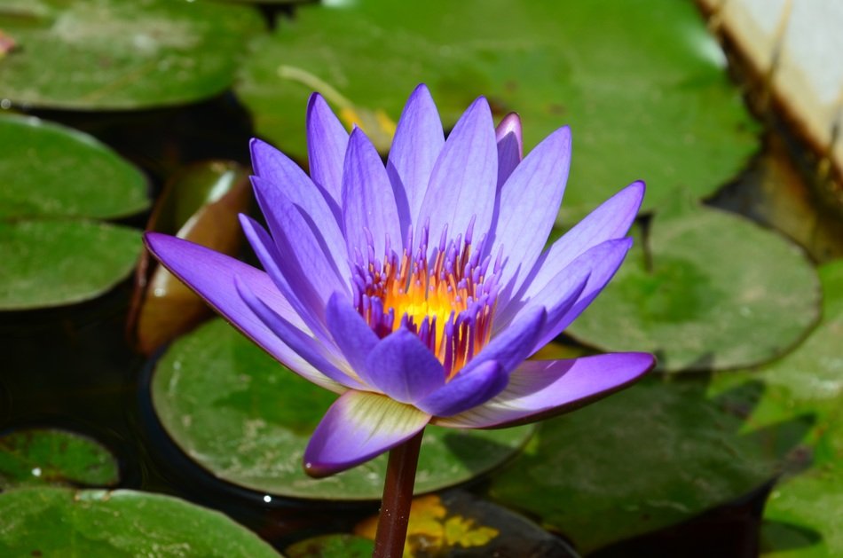 Stunning gorgeous Water Lily Flowers free image download