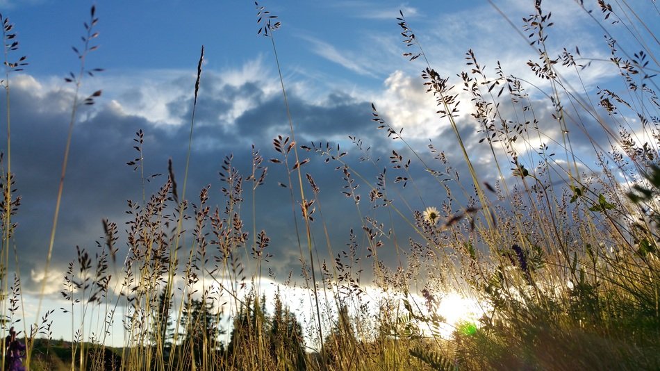 grass in a meadow in norway