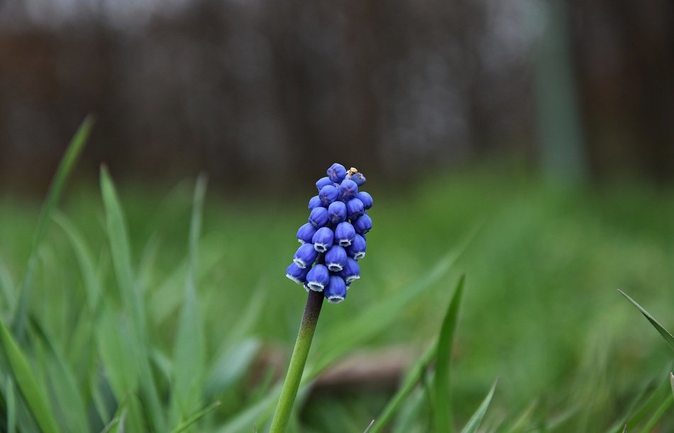 blue flower in green grass close-up