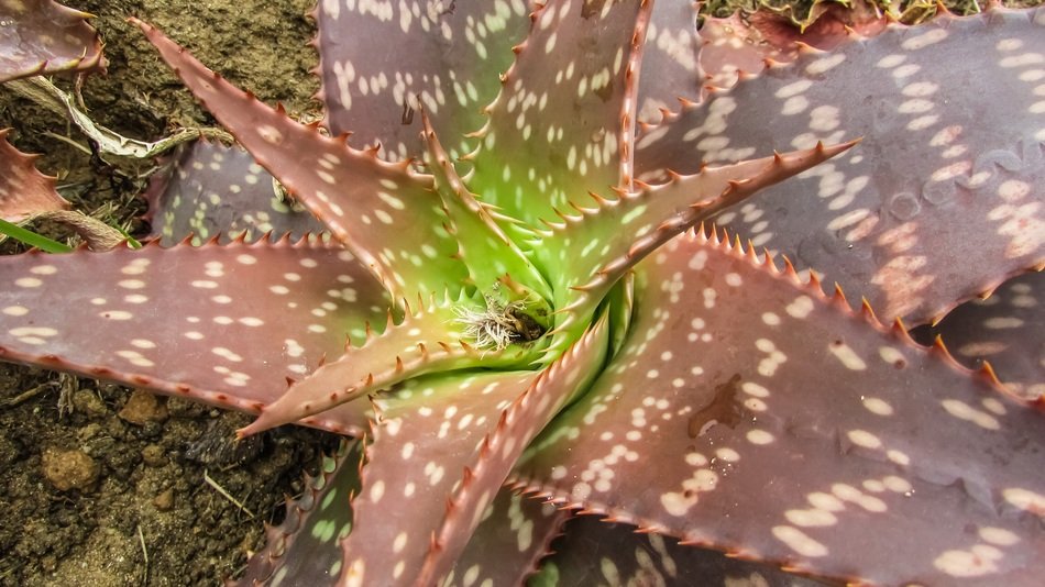 closeup view of huge prickly cactus in Cyprus
