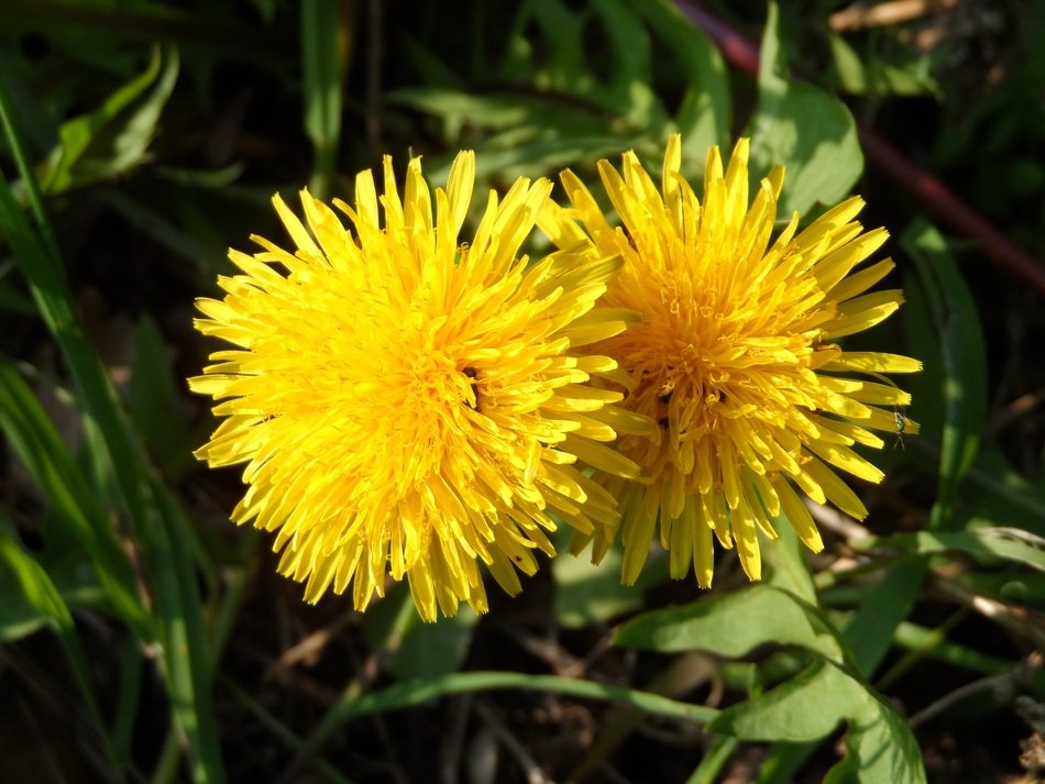 two yellow dandelions on green grass close-up