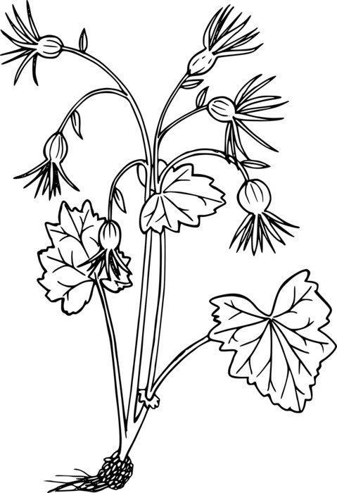 graphic image of a plant with five flowers