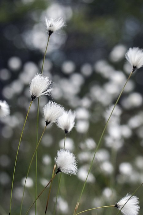 White Suovilla Flowers on the meadow