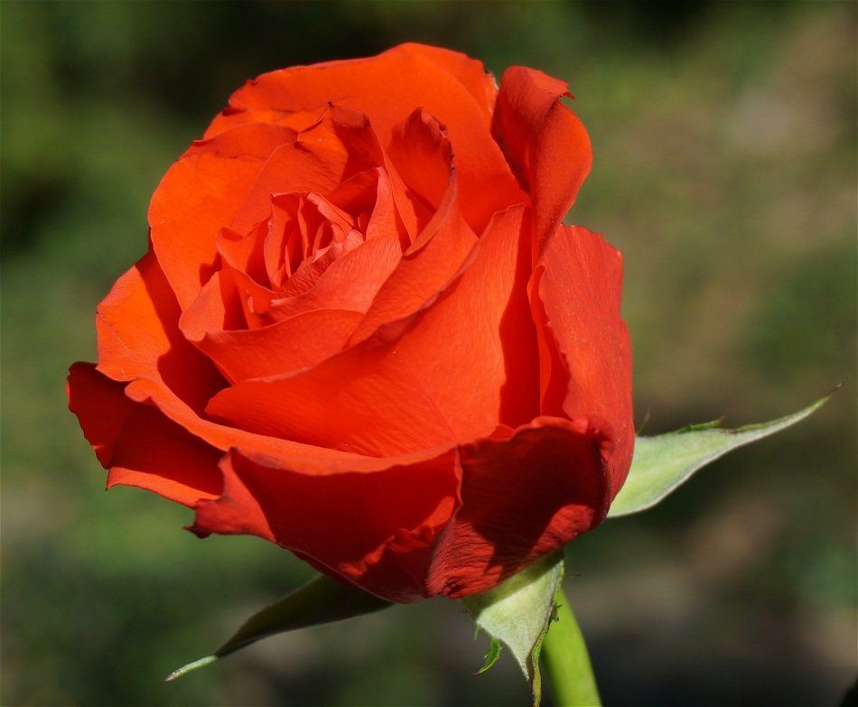 Close-up of the beautiful orange and red rose flower with green leaves