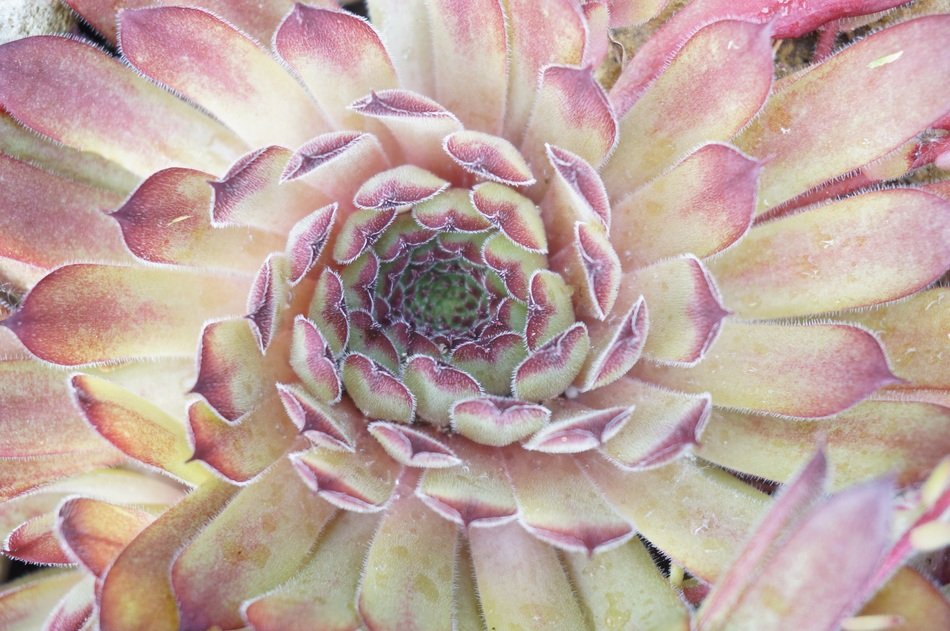 pink ornament on a mountain plant
