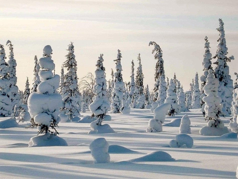 Lots of snowdrifts in a forest in Russia