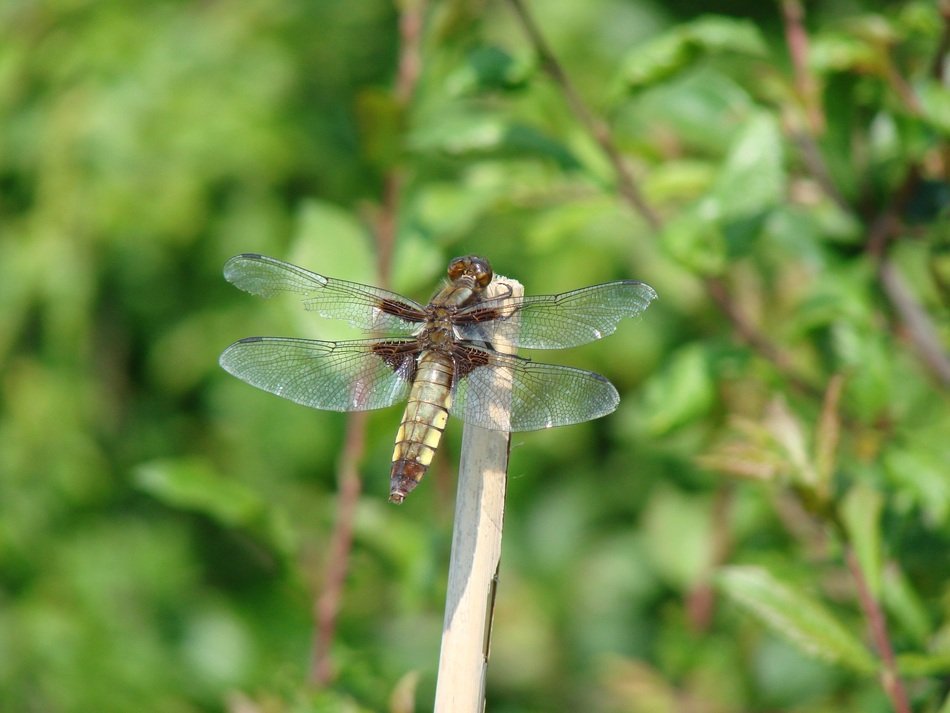 Macro photo of the dragonflies on the plant