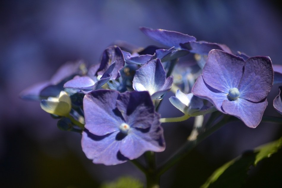 Picture of the purple Hortensia Flowers