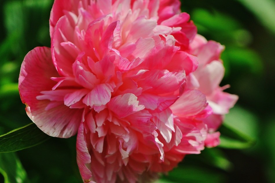 pink peony on blurry background close-up