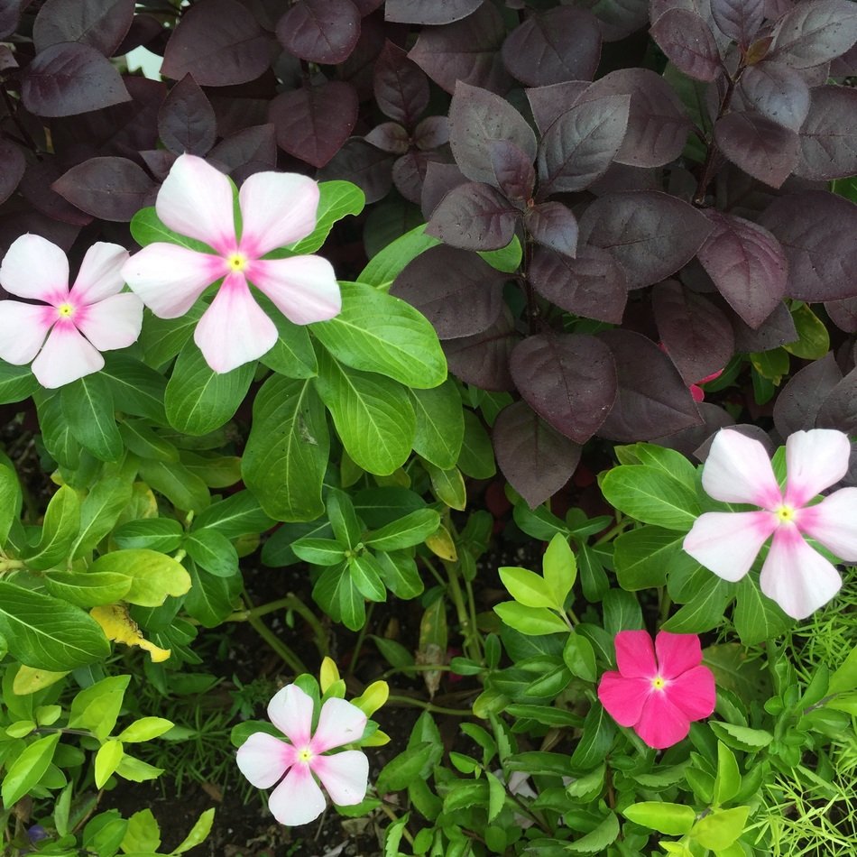 bright two-tone flowers on a green bush in the garden