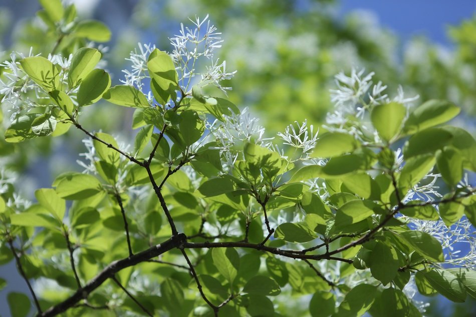 chionanthus virginicus, white fringetree close-up on blurred background