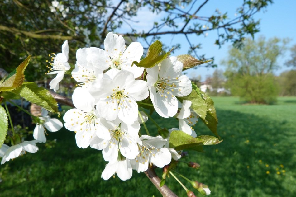 fruit tree in white flowering closeup