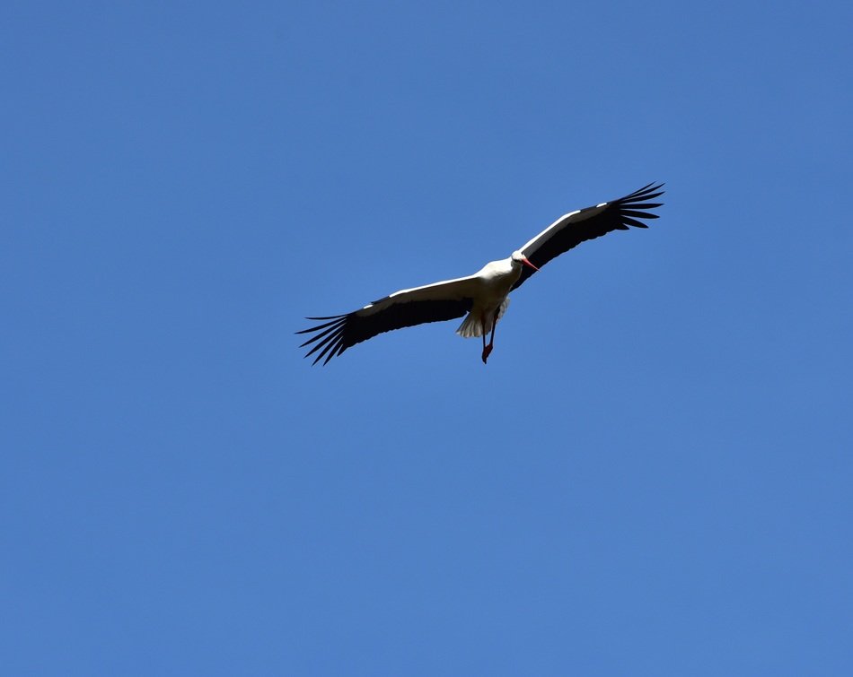 Stork Fly in blue sky