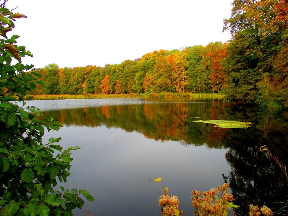 Landscape with the lake in the forest