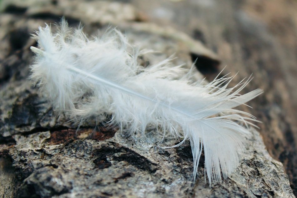white feather on tree bark close-up