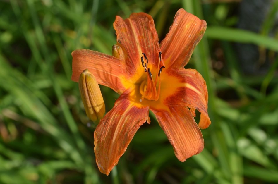 withered orange lily