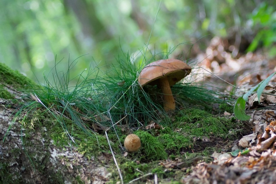 Fungus in France