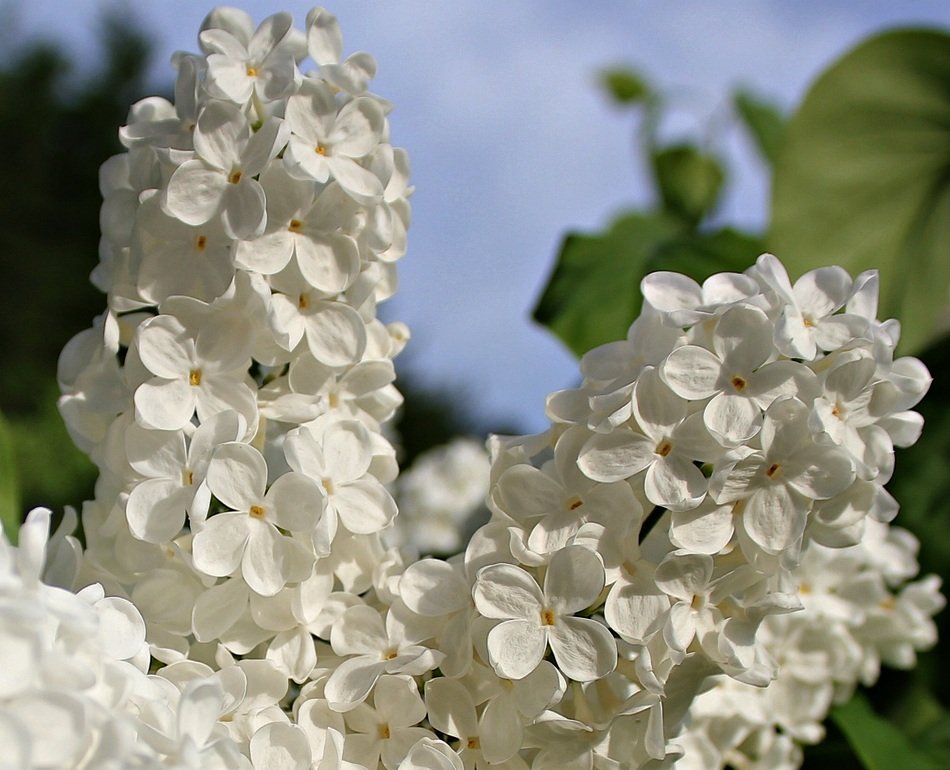 White lilac in nature