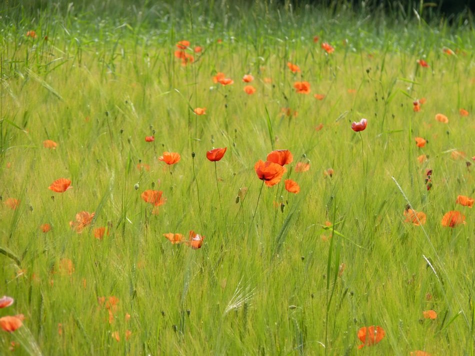 red poppies in the cornfeld