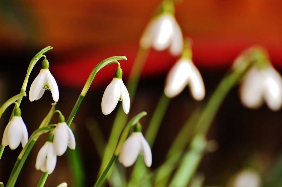 snowdrops in the blurry background