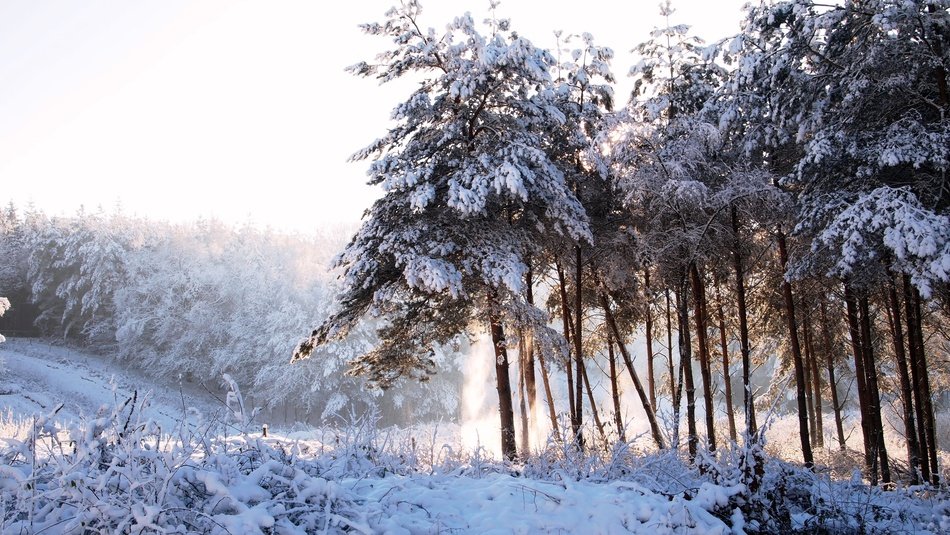 Forest Den Trees