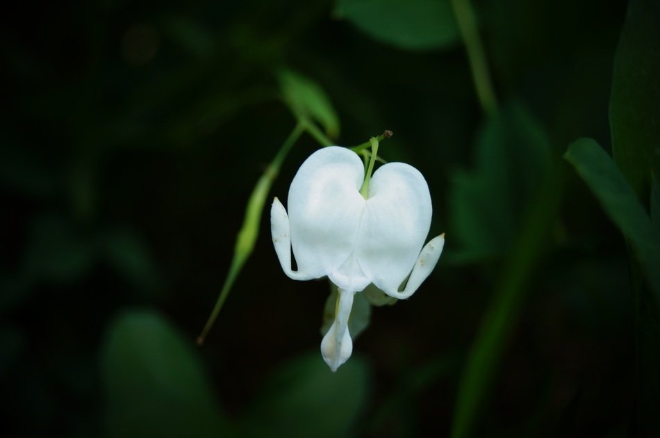Beautiful white bleeding heart in the garden