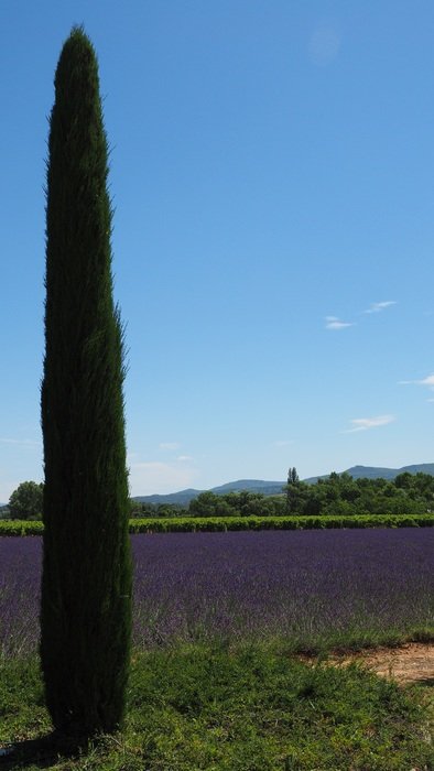 lavender field in cyprus