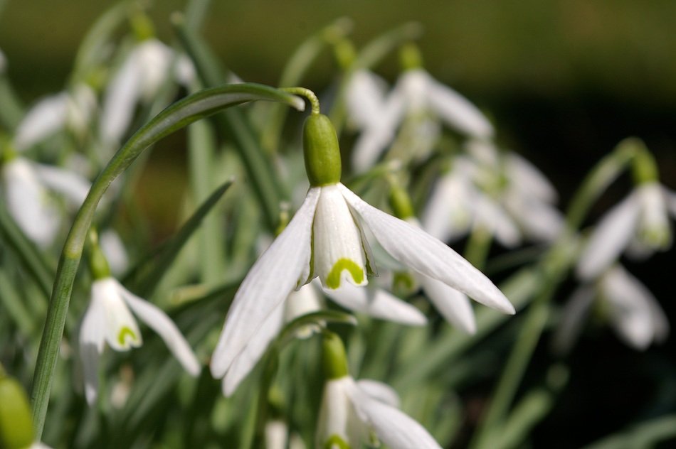 cute little snowdrops